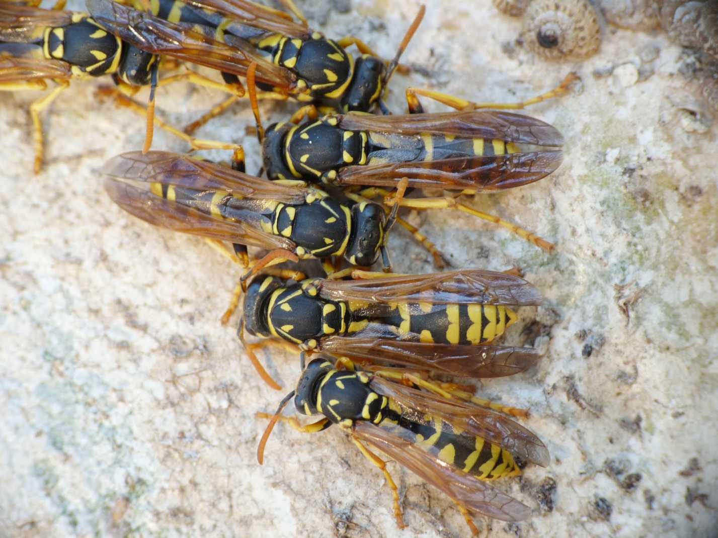 Dormitorio di Polistes